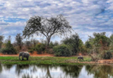 Machaba Destinations Mana Pools Machaba Destinations Mana Pools
