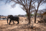 Web Machaba Package Verneys Camp Elephants Tents Watering Hole Web Machaba Package Verneys Camp Elephants Tents Watering Hole