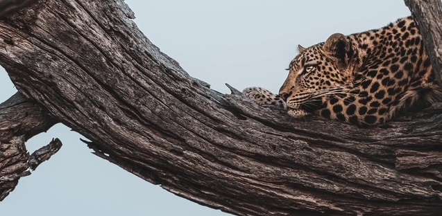 Machaba Machaba Camp Wildlife Sightings August 2025 Leopard In The Tree Machaba Machaba Camp Wildlife Sightings August 2025 Leopard In The Tree
