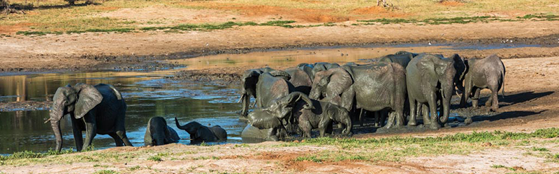 Machaba Safaris   Hwange National Park   Free Flight Offer   2022   Elephant At Waterhole Machaba Safaris   Hwange National Park   Free Flight Offer   2022   Elephant At Waterhole
