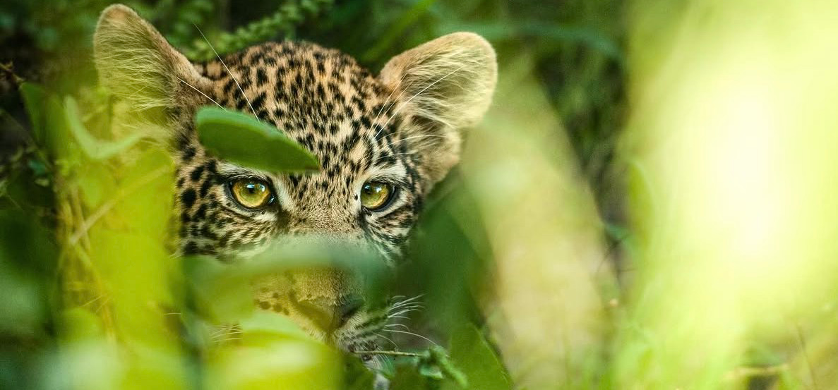 Machaba Deteema Springs Camp Wildlife Sightings April 2026 Leopard Cub In A Bush