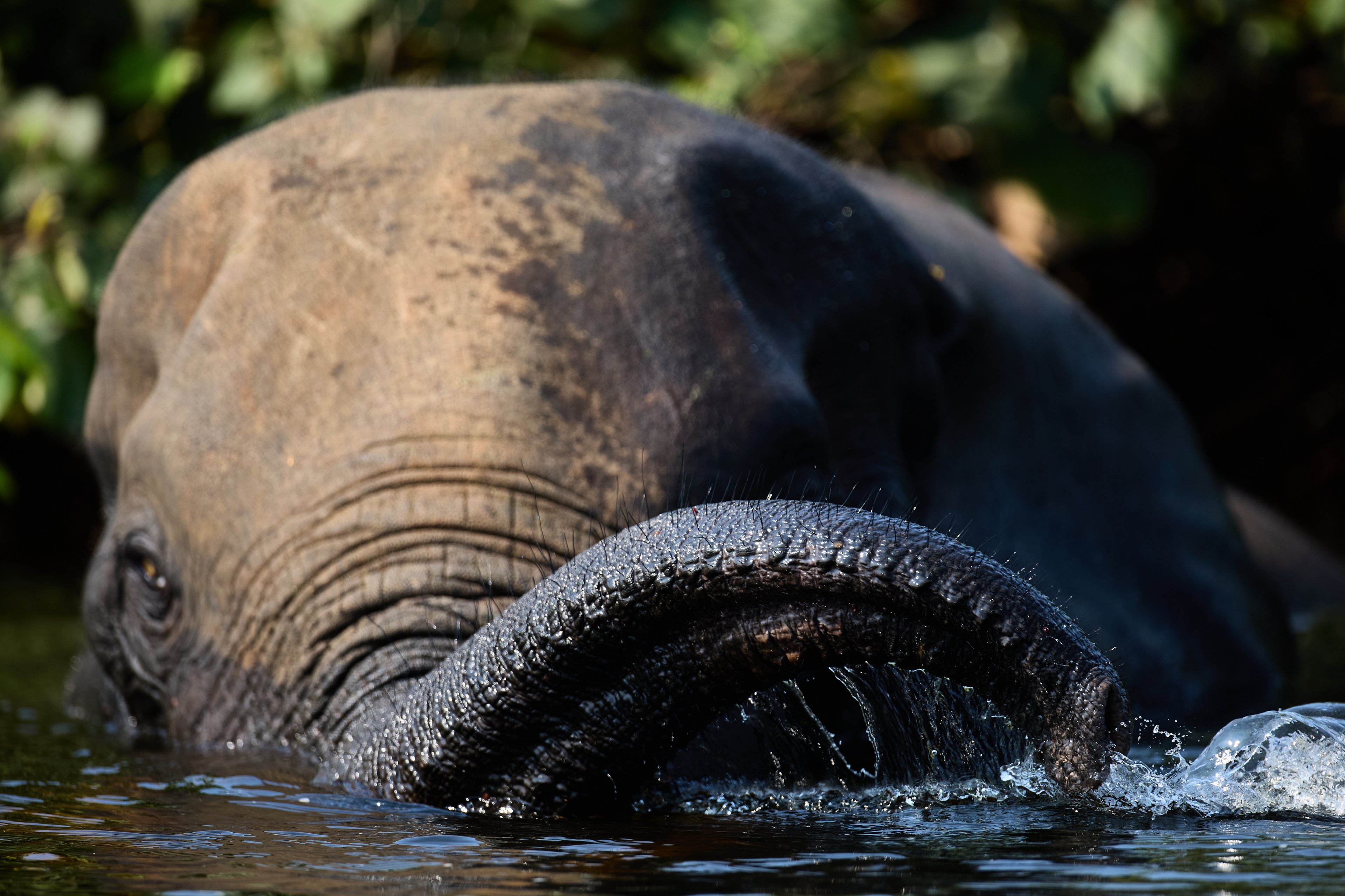 Conservation Through Tourism Conservation Levy