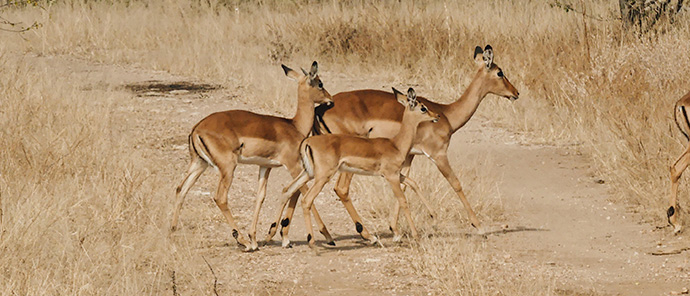 Deteema Wildlife Sighting Deteema Wildlife Sighting