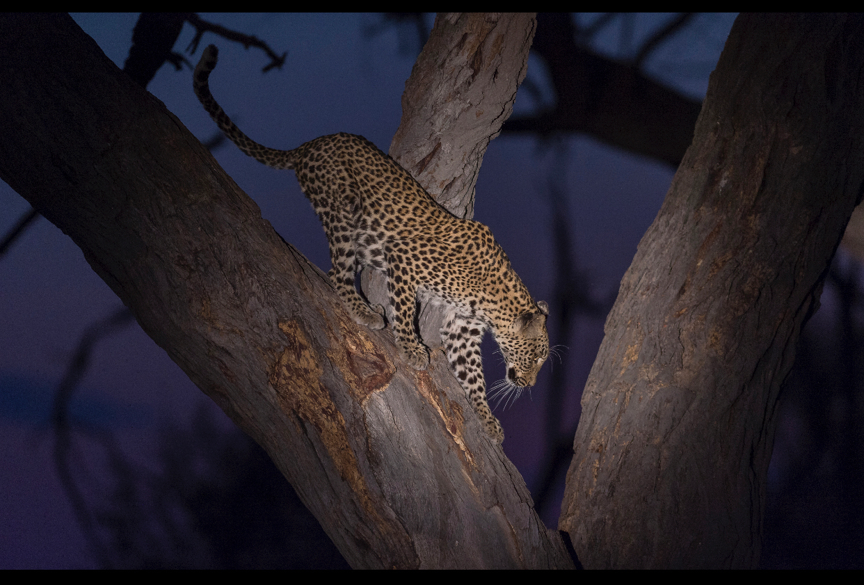 Machaba Web Activity Night Safari Leopard Machaba Web Activity Night Safari Leopard