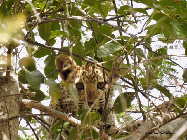 Machaba Zimbabwe Ingwe Pan Sightings July 2020 Leopard Cub Machaba Zimbabwe Ingwe Pan Sightings July 2020 Leopard Cub