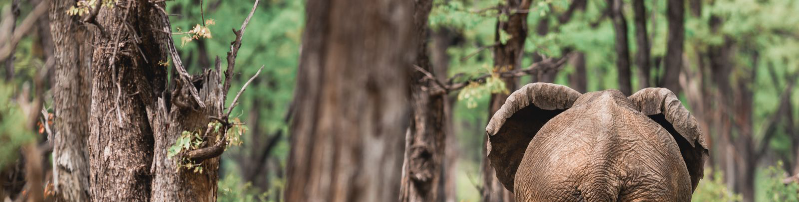 Botswana Kiri Camp Elephant Banner Botswana Kiri Camp Elephant Banner