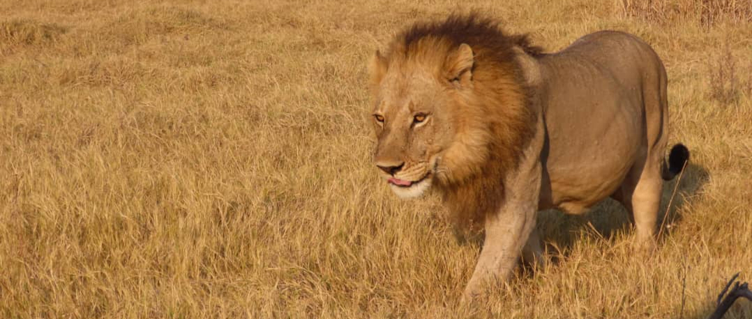 Machaba Safaris Okavango Delta Sightings July Male Lion