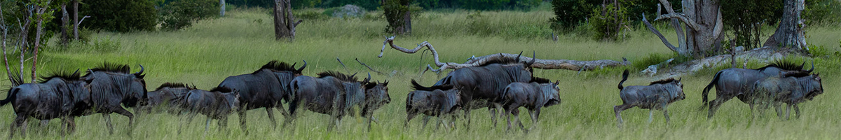 Machaba Safari Experience Cta Wildebees Crop Machaba Safari Experience Cta Wildebees Crop