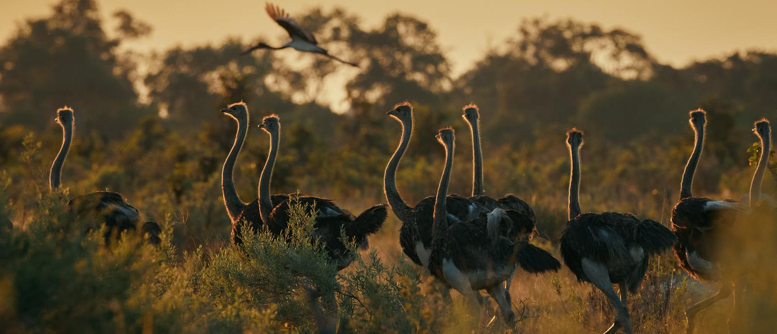 Machaba Kiri Camp Wildlife Sightings May 2026 Banner Ostriches At Sunset