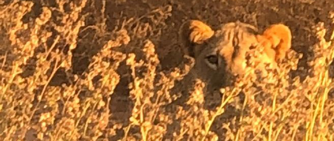 Machaba Ingwe Pan Camp Wildlife Sightings June 2026 Lioness Hiding In Tall Grass