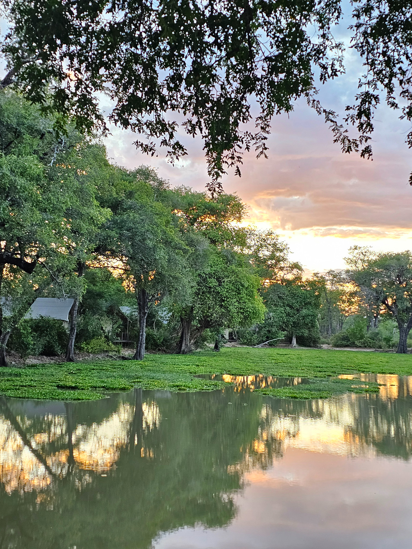 Ingwe Pan April Stories Banner Ingwe Pan April Stories Banner