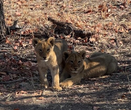 Lion Cubs at Deteema Springs Camp Lion Cubs at Deteema Springs Camp