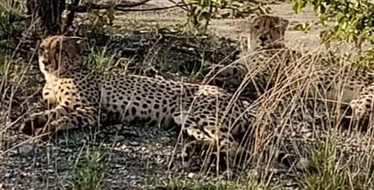 Machaba Deteema Springs Camp Wildlife Sightings April 2025 Cheetahs Under A Tree Machaba Deteema Springs Camp Wildlife Sightings April 2025 Cheetahs Under A Tree