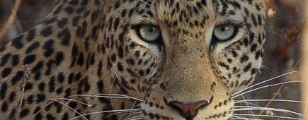 Machaba Mana River Camp Wildlife Sightings May 2026 Leopard In Mana Pools