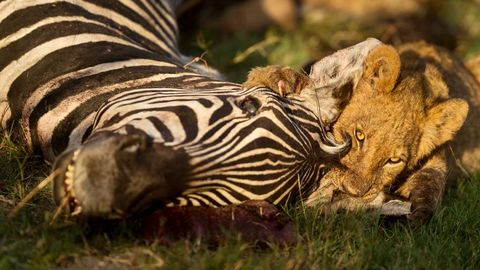 Machaba Camp Lion Kill