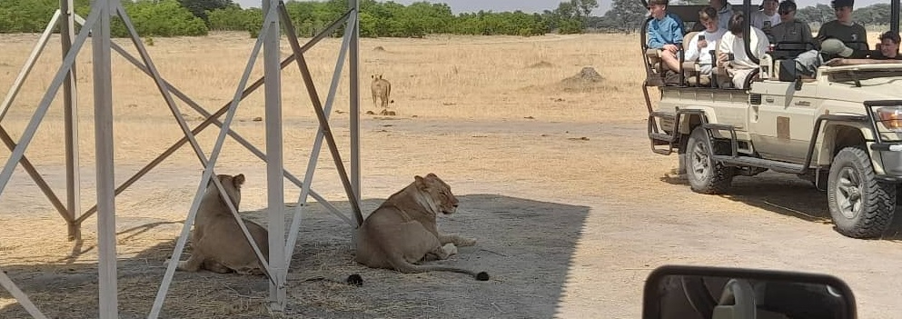 Machaba Verneys Camp Wildlife Sightings October 2025 Lionesses On Safari