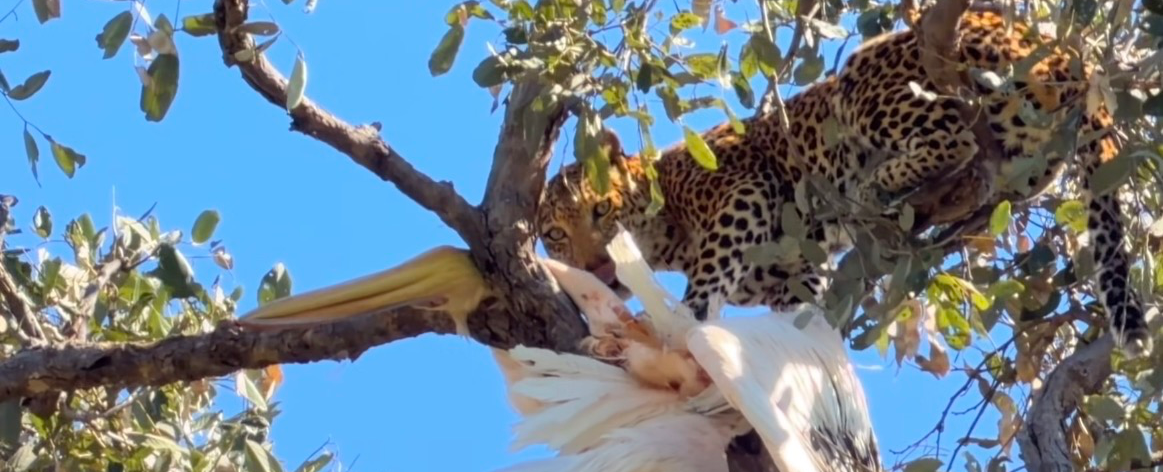 Machaba Machaba Camp Wildlife Sightings June 2026 Machaba Leopard In A Tree Feeed