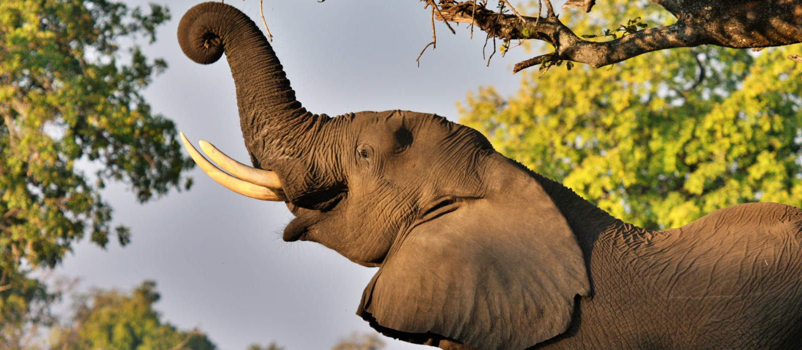 Machaba Monachira Camp Wildlife Sightings August 2026 Banner Elephant Eating From Tree