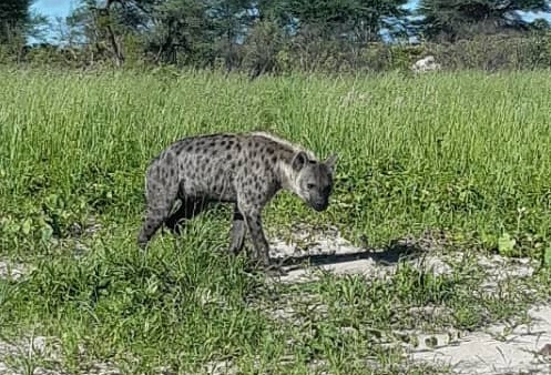Machaba Verneys Wildlife Sightings January 2025 Hyena Machaba Verneys Wildlife Sightings January 2025 Hyena