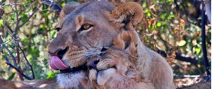 Machaba Gomoti Plains Camp Wildlife Sightings August 2026 Lioness And Cub
