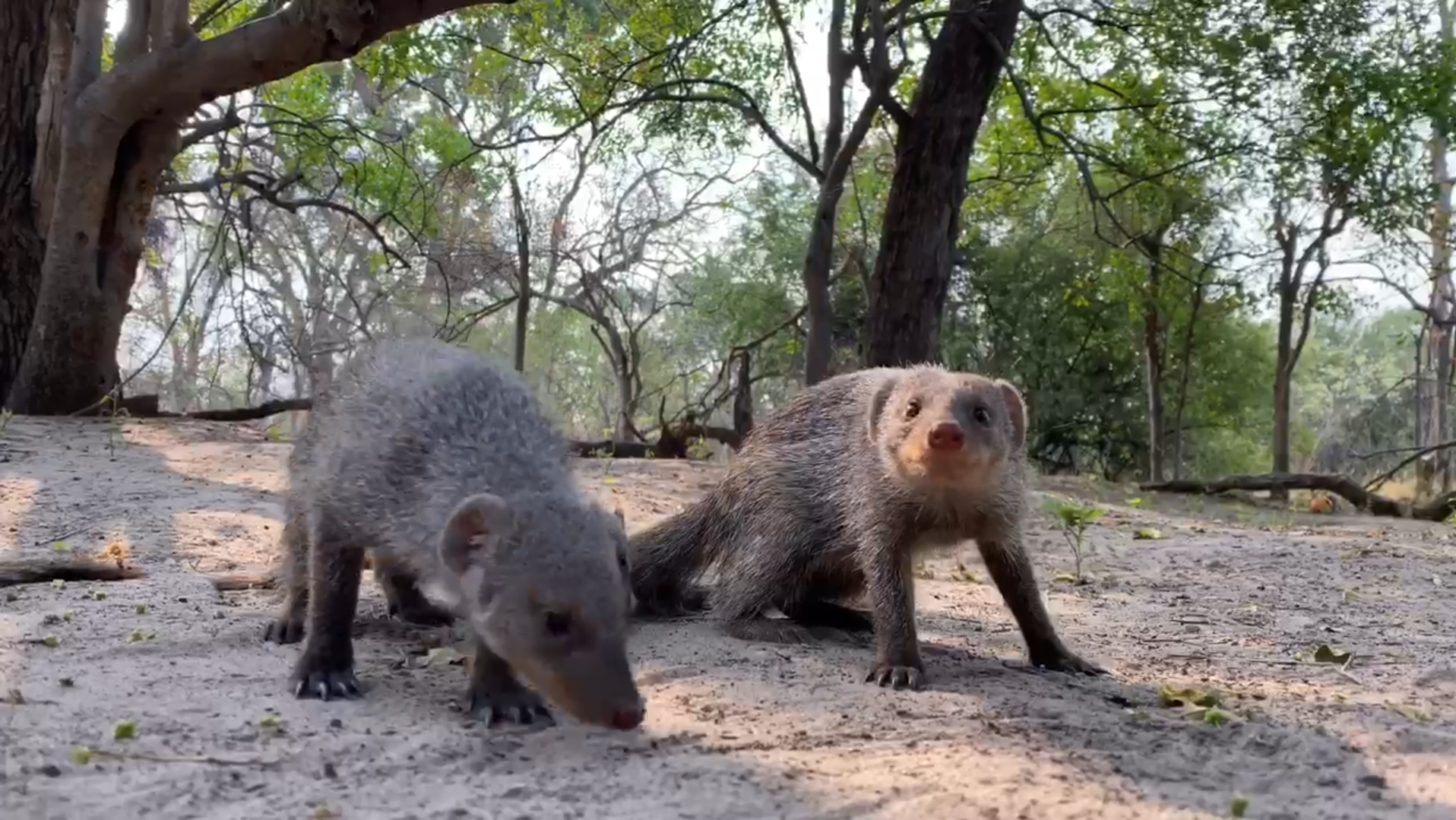 Machaba Botswana Machaba Camp Safari Nala Banded Mongoose Gallery Machaba Botswana Machaba Camp Safari Nala Banded Mongoose Gallery