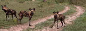 Machaba Gomoti Plains Camp Wildlife Sightings August 2026 Pack Of Wild Dogs