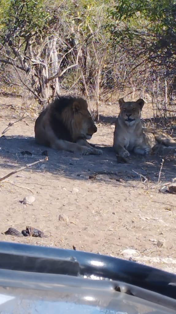 Lions Mating Lions Mating