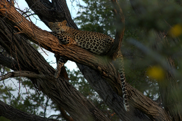 Machaba Botswana Okavango Delta Machaba Leopard Sightings March 2017 Machaba Botswana Okavango Delta Machaba Leopard Sightings March 2017