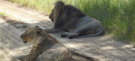 Machaba Monachira Camp Wildlife Sightings February 2026 Two Lions Resting In The Shade