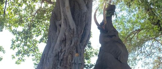Machaba Ingwe Pan Camp Wildlife Sightings June 2026 Boswell The Elephant