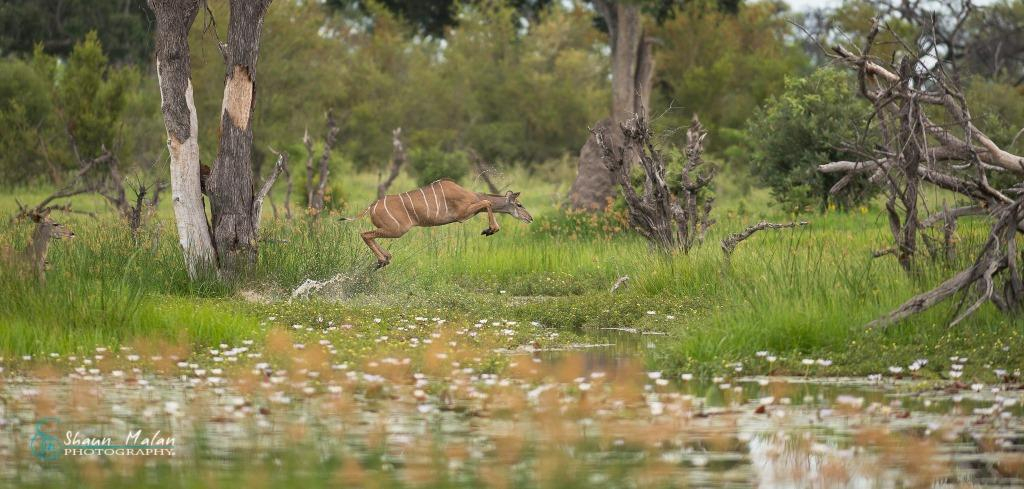 Machaba Camp Botswana Okavango Delta Little Machaba Camp Springbok Sightings February 2019