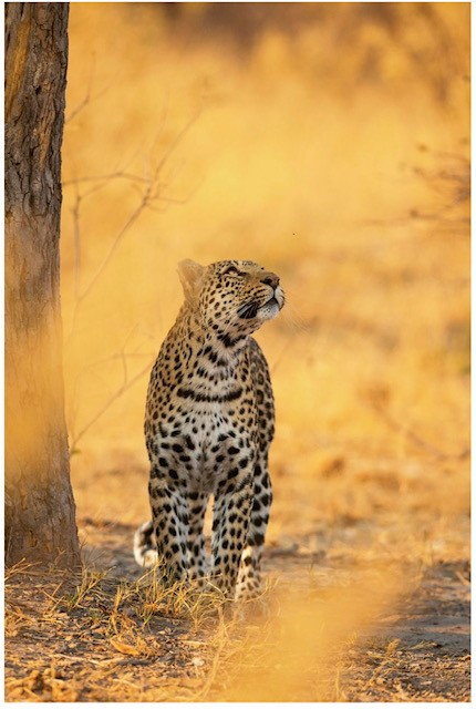 Willdife Sightings Machaba Camp Botswana September 2024 Leopard Willdife Sightings Machaba Camp Botswana September 2024 Leopard