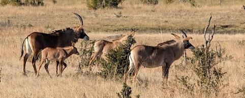 Machaba Verneys Camp Wildlife Sightings July 2025 Group Of Roans In Zimbabwe Machaba Verneys Camp Wildlife Sightings July 2025 Group Of Roans In Zimbabwe