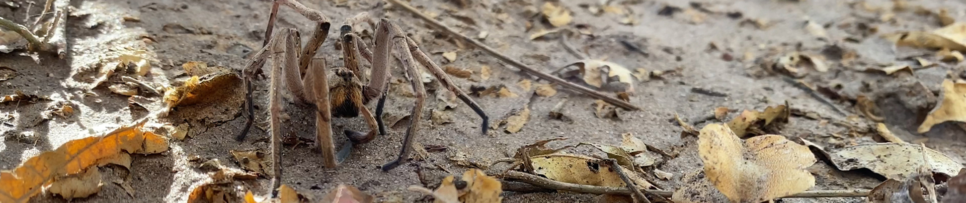 On Safari Nala Episode 17 Baboon Spider Banner On Safari Nala Episode 17 Baboon Spider Banner