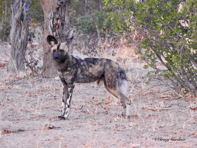 Machaba Zimbabwe Ingwe Pan Sightings July 2020 Wild Dog Machaba Zimbabwe Ingwe Pan Sightings July 2020 Wild Dog
