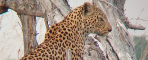 Machaba Monachira Camp Wildlife Sightings October 2025 Loepardess Machaba Monachira Camp Wildlife Sightings October 2025 Loepardess