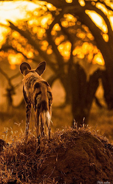 Machaba Safaris Botswana Okavango Delta Machaba Camp May Sightings Wild Dogs