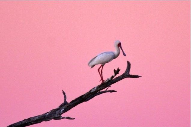 Machaba Gomoti Plains Camp Wildlife Sightings August 2026 African Spoonbill