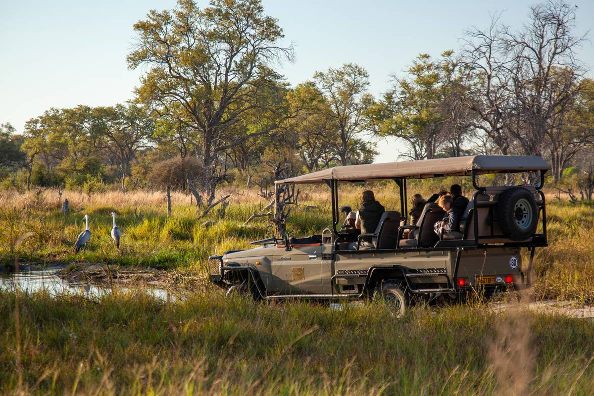 Machaba Botswana Okavango Delta Machaba Camp Banner June Sightings 2020 Machaba Botswana Okavango Delta Machaba Camp Banner June Sightings 2020