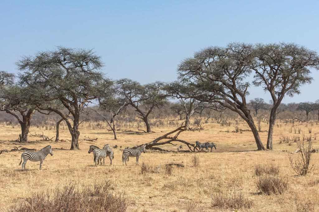 The dry spell in Hwange has caused the antelope to move on to greener pastures, but this month we have been seeing grazers move back towards camp. The dry spell in Hwange has caused the antelope to move on to greener pastures, but this month we have been seeing grazers move back towards camp.