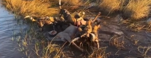 Machaba Machaba Camp Wildlife Sightings August 2025 Wild Dog Feeding Frenzy Machaba Machaba Camp Wildlife Sightings August 2025 Wild Dog Feeding Frenzy