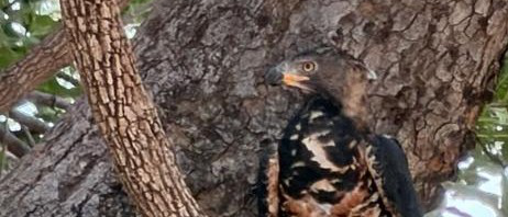 Machaba Ingwe Pan Camp Wildlife Sightings May 2026 Eagle In A Tree