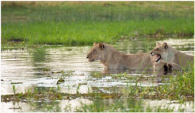 Machaba Botswana Okavango Delta Machaba Camp Lions Sightings November 2019 Machaba Botswana Okavango Delta Machaba Camp Lions Sightings November 2019