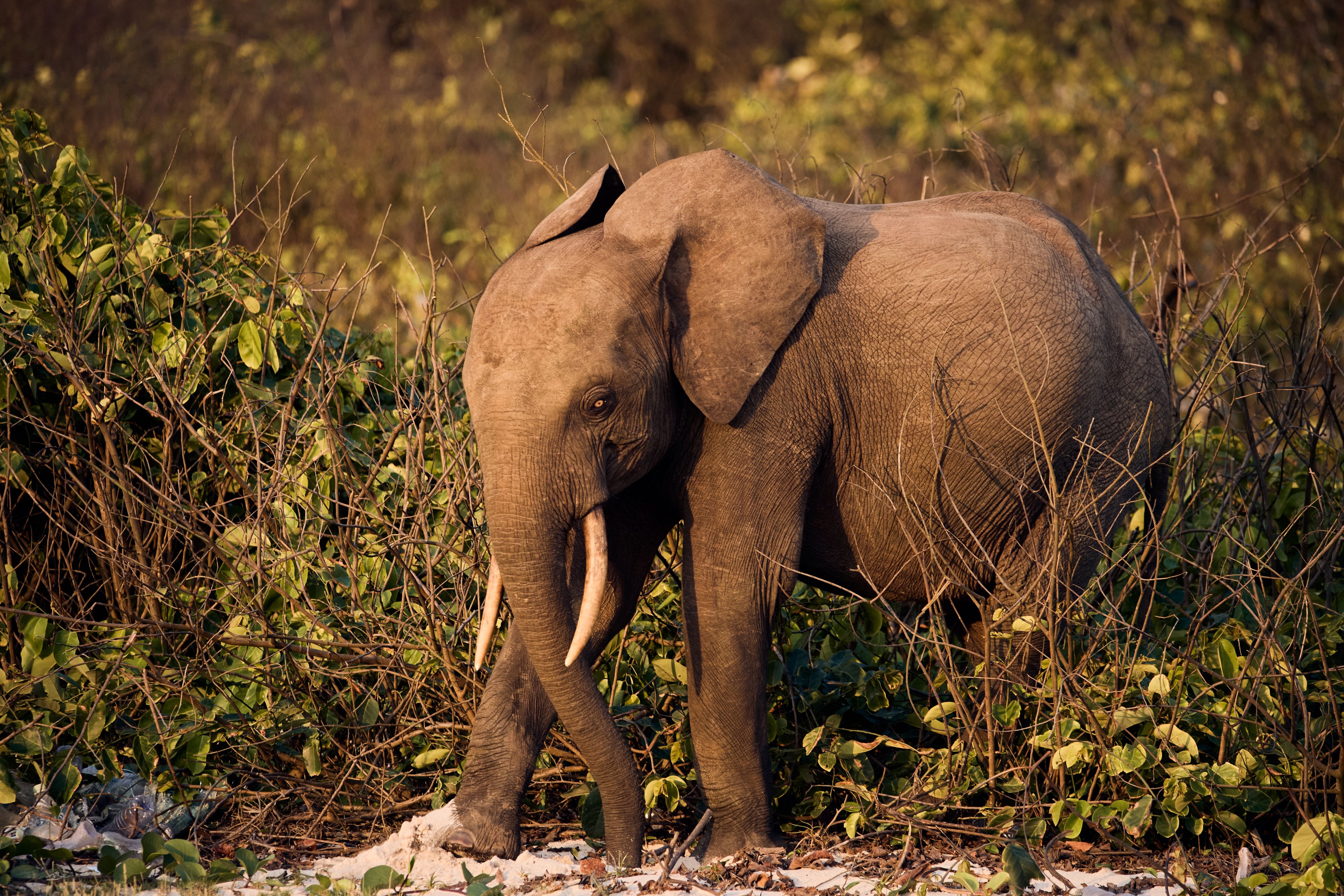 Conservation Through Tourism Wildlife Monitoring