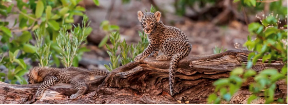 Machaba Safaris Machaba Camp December Sightings 2024 Leopard Cub On Branch Machaba Safaris Machaba Camp December Sightings 2024 Leopard Cub On Branch