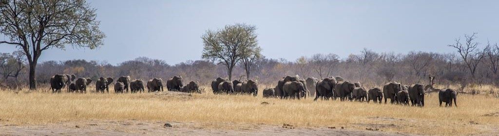 Machab Safaris Zimbabwe Verneys Elephant Banner Machab Safaris Zimbabwe Verneys Elephant Banner