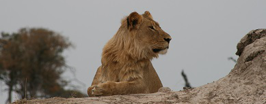 Machaba Verneys Camp Wildlife Sightings January 2026 Male Lion Machaba Verneys Camp Wildlife Sightings January 2026 Male Lion