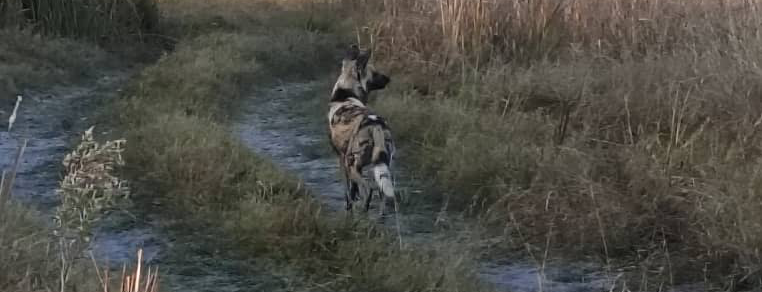 Machaba Monachira Camp Wildlife Sightings August 2026 African Wild Dog On A Trail