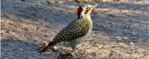 Machaba Gomoti Plains Camp Wildlife Sightings August 2026 Bennetts Woodpecker