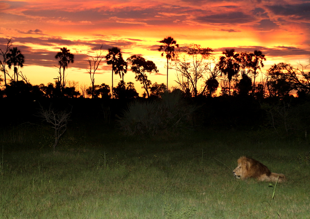 Machaba Botswana Okavango Delta Gomoti Plains Camp Lion 10 Sightings March 2018 3 Machaba Botswana Okavango Delta Gomoti Plains Camp Lion 10 Sightings March 2018 3